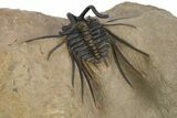 Beautiful, Spiny Dicranurus Trilobite - Excellent Preparation #312740-5